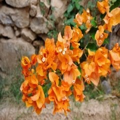 Tüplü Turuncu Somon Begonvil (Bougainvillea) Fidanı