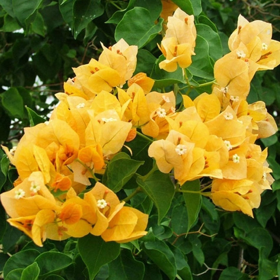 Tüplü Sarı Begonvil (Bougainvillea) Fidanı