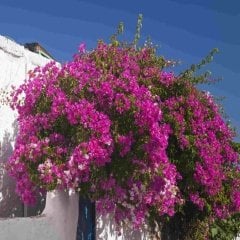 Tüplü Fuşya Begonvil (Bougainvillea) Fidanı