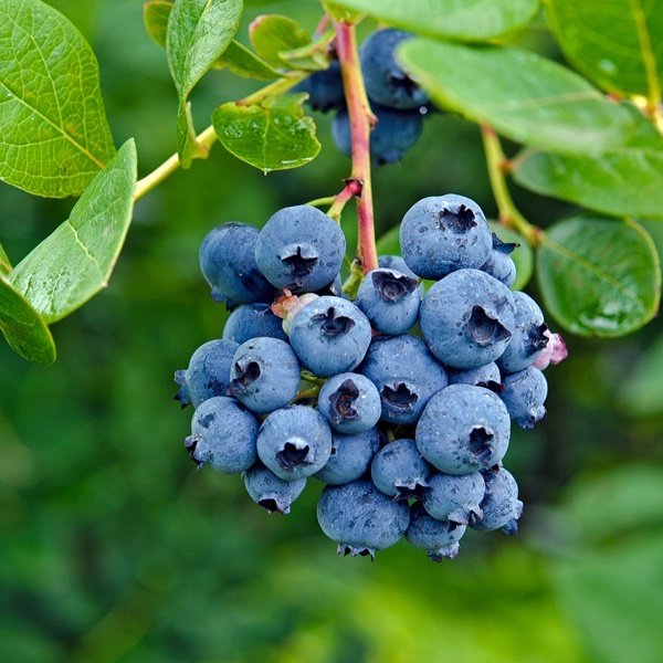 Özel Üretim Bluejay Yaban Mersini Fidesi (5-15 cm 10 Adet)