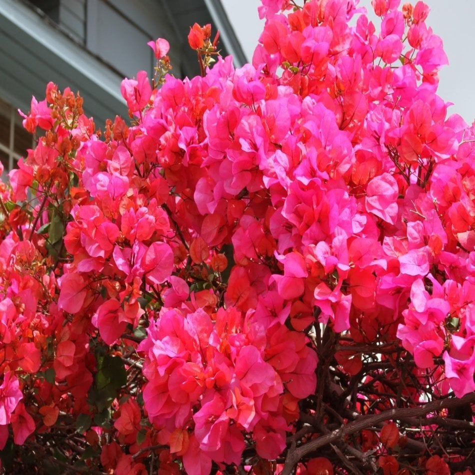 Tüplü Yavruağzı Pembe Begonvil (Bougainvillea) Fidanı