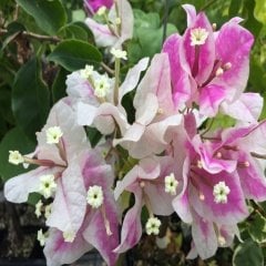 Tüplü Alyans Begonvil (Bougainvillea) Fidanı