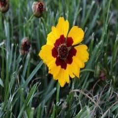 Kız Gözü Coreopsis Grandiflora Çiçeği Tohumu -100 Adet