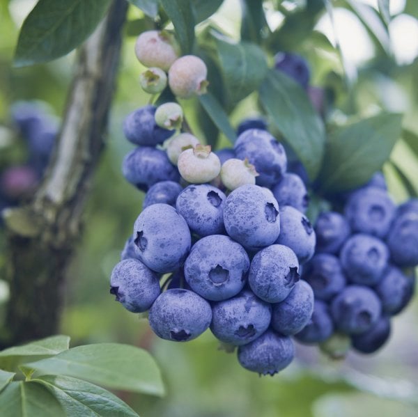 Özel Üretim Blue Gold Yaban Mersini Fidesi (5-15 cm 3 Adet)