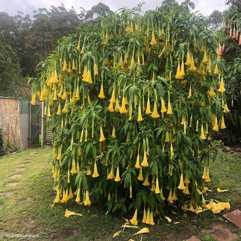 Tüplü Yellow Brugmansia Meleklerin Borozanı Fidanı (85-125 cm)