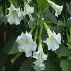 Tüplü Beyaz Brugmansia Meleklerin Borozanı Fidanı