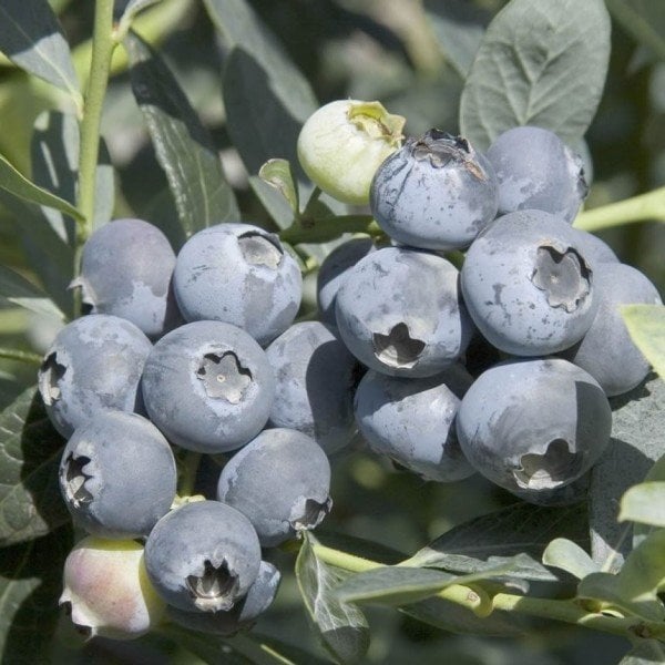 Özel Üretim Bluecrop Yaban Mersini Fidesi (5-15 cm 10 Adet)
