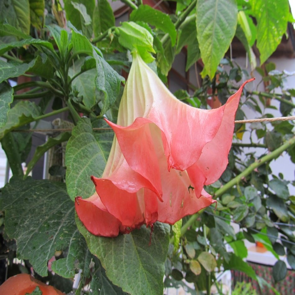 Tüplü Yavruağzı Brugmansia Meleklerin Borozanı Fidanı