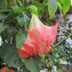 Tüplü Yavruağzı Brugmansia Meleklerin Borozanı Fidanı
