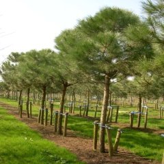 Tüplü Pinus Pinea Fıstık Çamı Fidanı (100-150 cm)