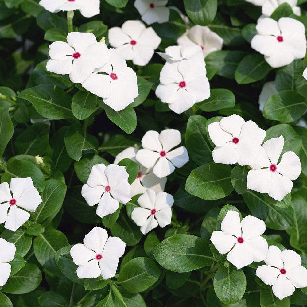 Vinca Major White Cezayir Menekşesi Çiçeği Fidesi (3 Adet)