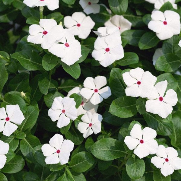 Vinca Major White Cezayir Menekşesi Çiçeği Fidesi (3 Adet)