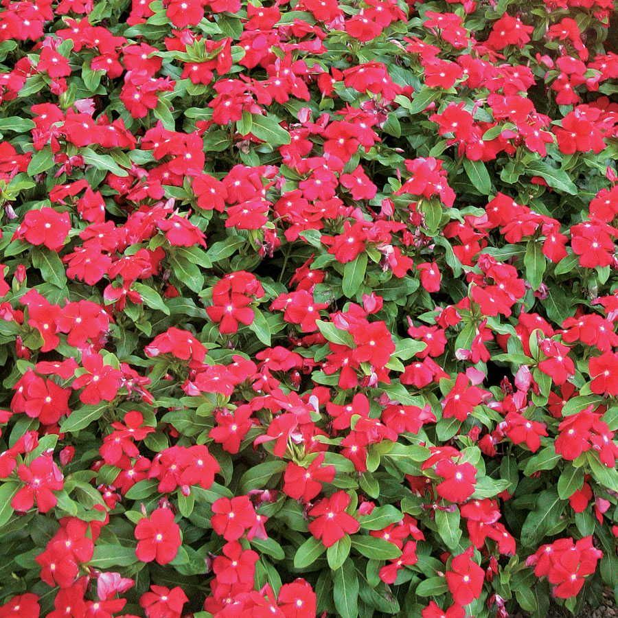 Vinca Major Cherry Cezayir Menekşesi Çiçeği Fidesi (3 Adet)