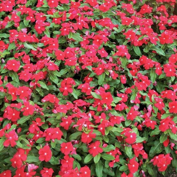 Vinca Major Cherry Cezayir Menekşesi Çiçeği Fidesi (3 Adet)
