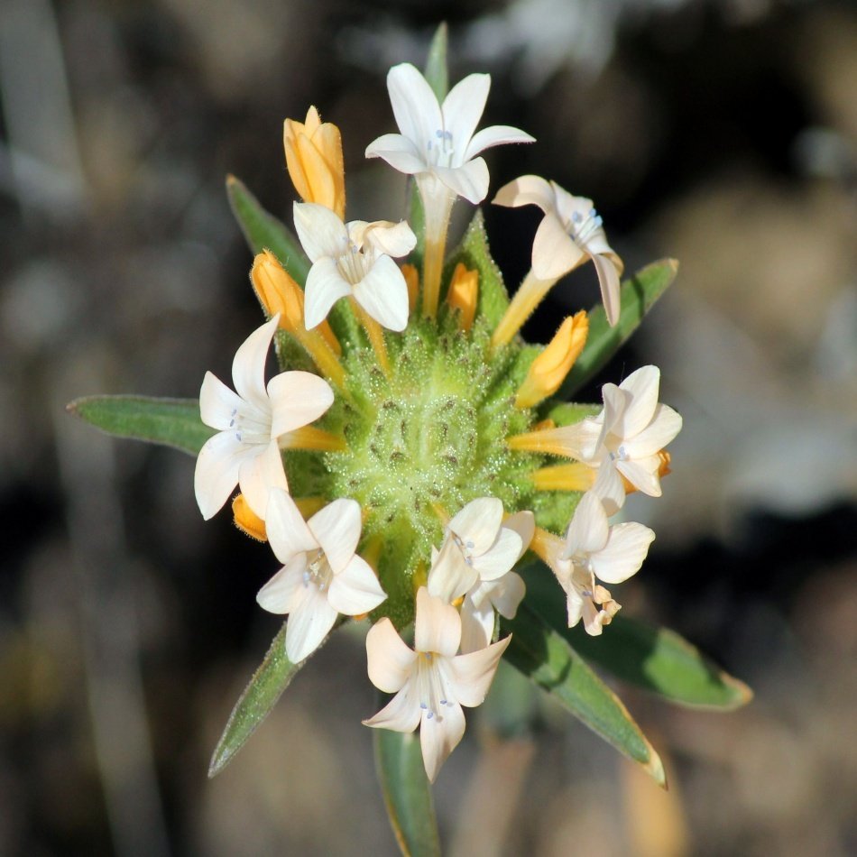 Beyaz Floks (Phlox) Alev Çiçeği Tohumu -195 Adet