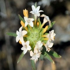 Beyaz Floks (Phlox) Alev Çiçeği Tohumu -195 Adet