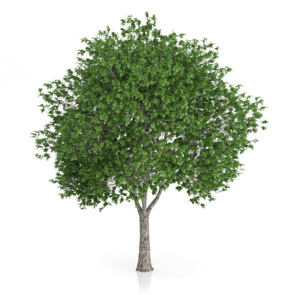 Tüplü Platanaceae Çınar Ağacı Fidanı (200-300 cm)