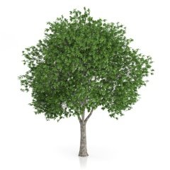 Tüplü Platanaceae Çınar Ağacı Fidanı (200-300 cm)