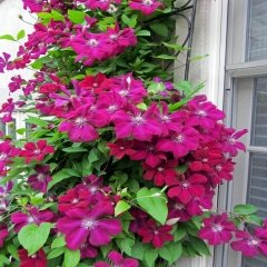 Tüplü Mor Çiçekli Solidarnosc Clematis Fidanı(1 Kök)