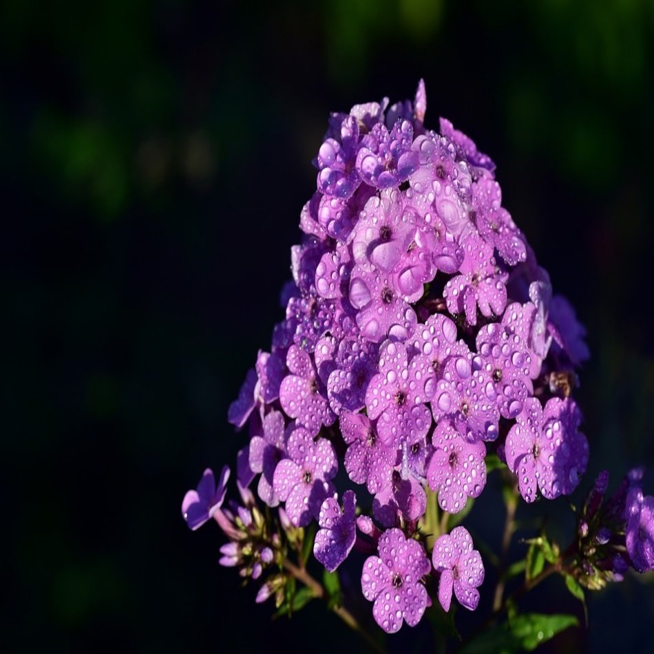 Eflatun Floks (Phlox) Alev Çiçeği Tohumu -5 Adet