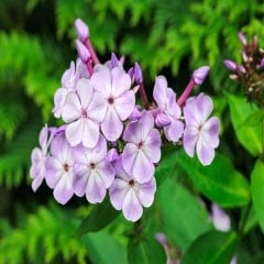 Esrarengiz Floks (Phlox) Alev Çiçeği Tohumu -195 Adet