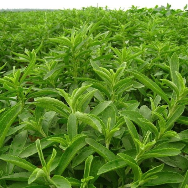 Stevia Şeker Otu Fidesi (20 Adet)