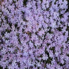 Mavi Yıldız Floks (Phlox) Alev Çiçeği Tohumu -5 Adet