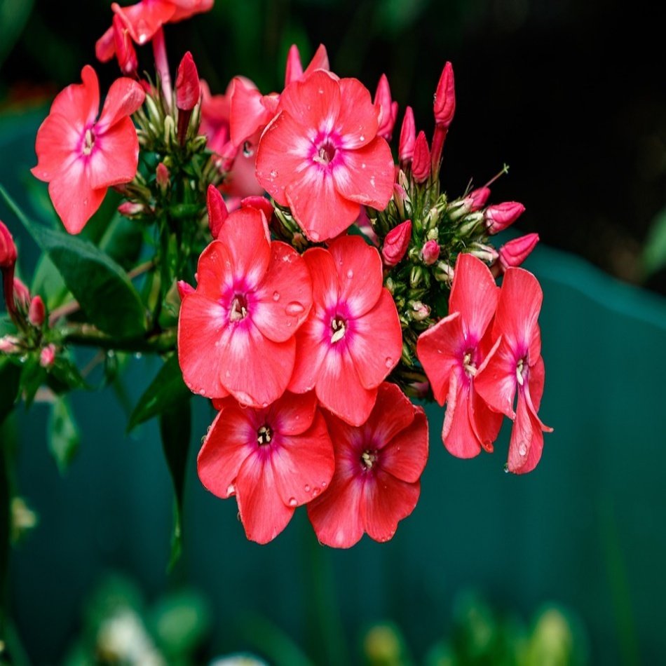 Kırmızı Floks (Phlox) Alev Çiçeği Tohumu -100 Adet