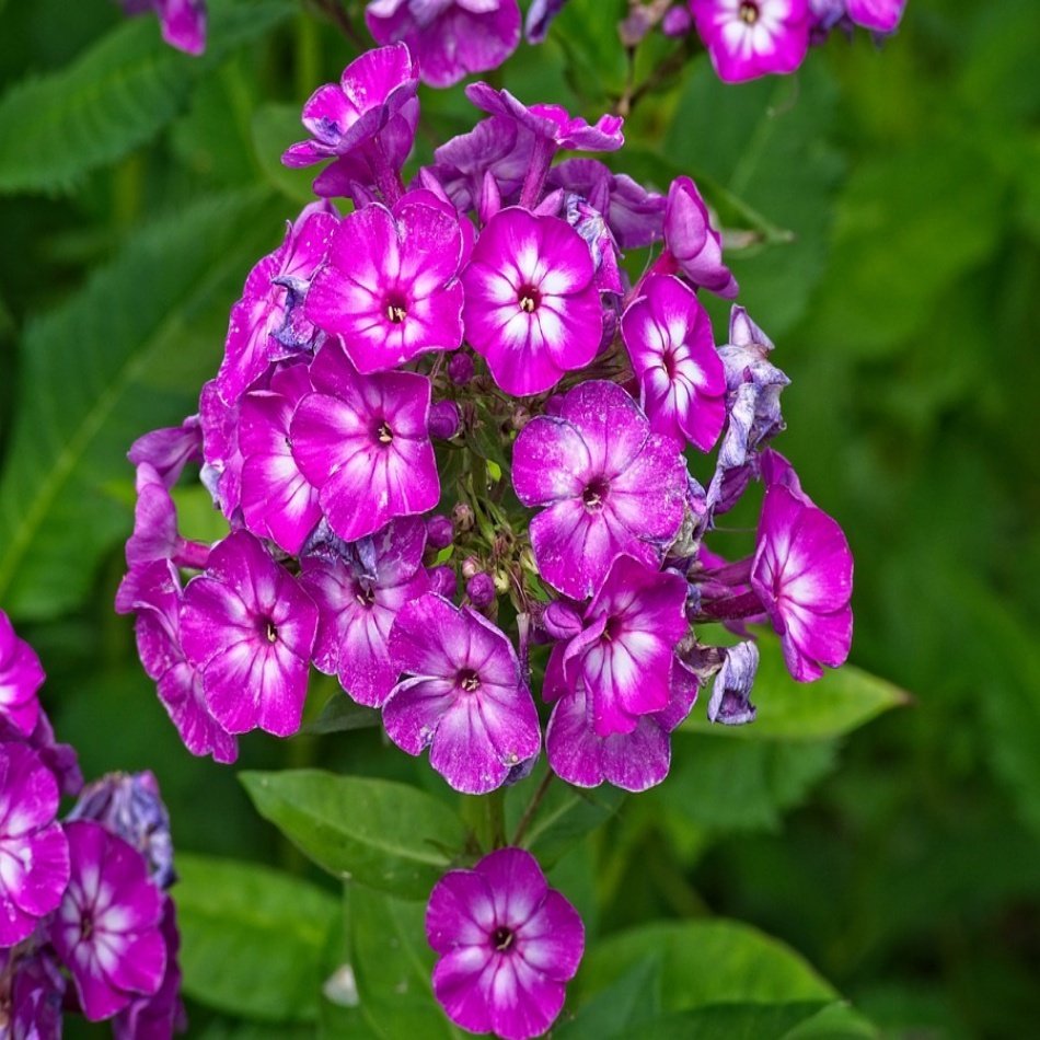 Mor Floks (Phlox) Alev Çiçeği Tohumu -5 Adet
