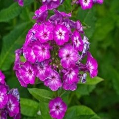 Mor Floks (Phlox) Alev Çiçeği Tohumu -5 Adet