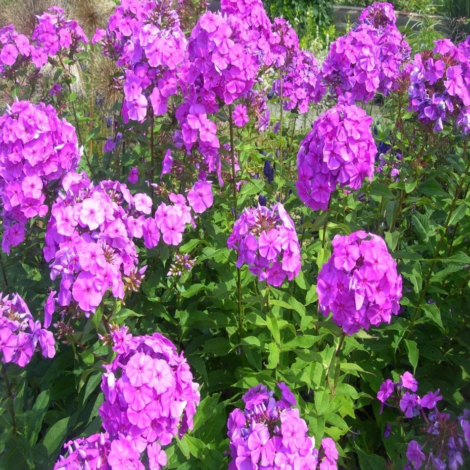 Uzun Boylu Mor Floks (Phlox) Alev Çiçeği Tohumu -30 Adet