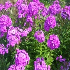 Uzun Boylu Mor Floks (Phlox) Alev Çiçeği Tohumu -30 Adet