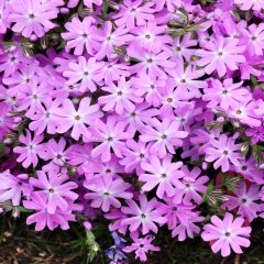 Lila Floks (Phlox) Alev Çiçeği Tohumu -10 Adet