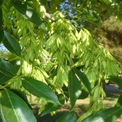Tüplü Fraxinus Dişbudak Fidanı