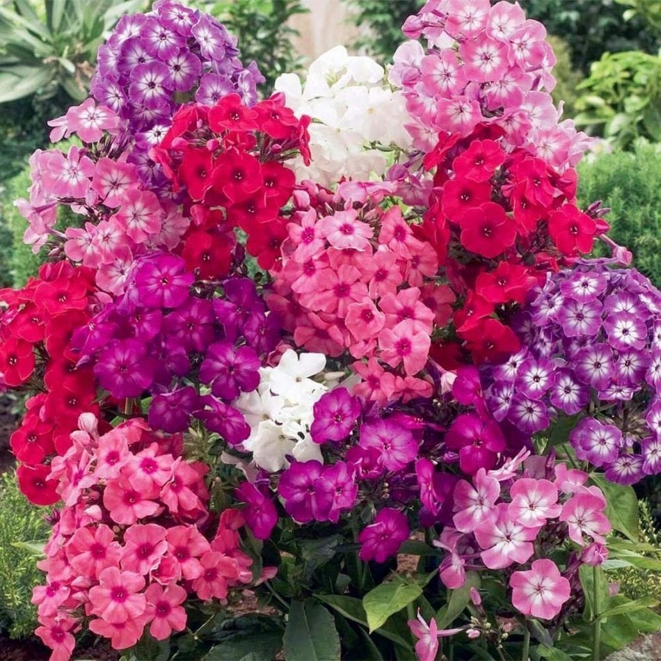 Karışık Renklerde Floks (Phlox) Alev Çiçeği Tohumu -335 Adet