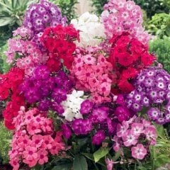 Karışık Renklerde Floks (Phlox) Alev Çiçeği Tohumu -335 Adet