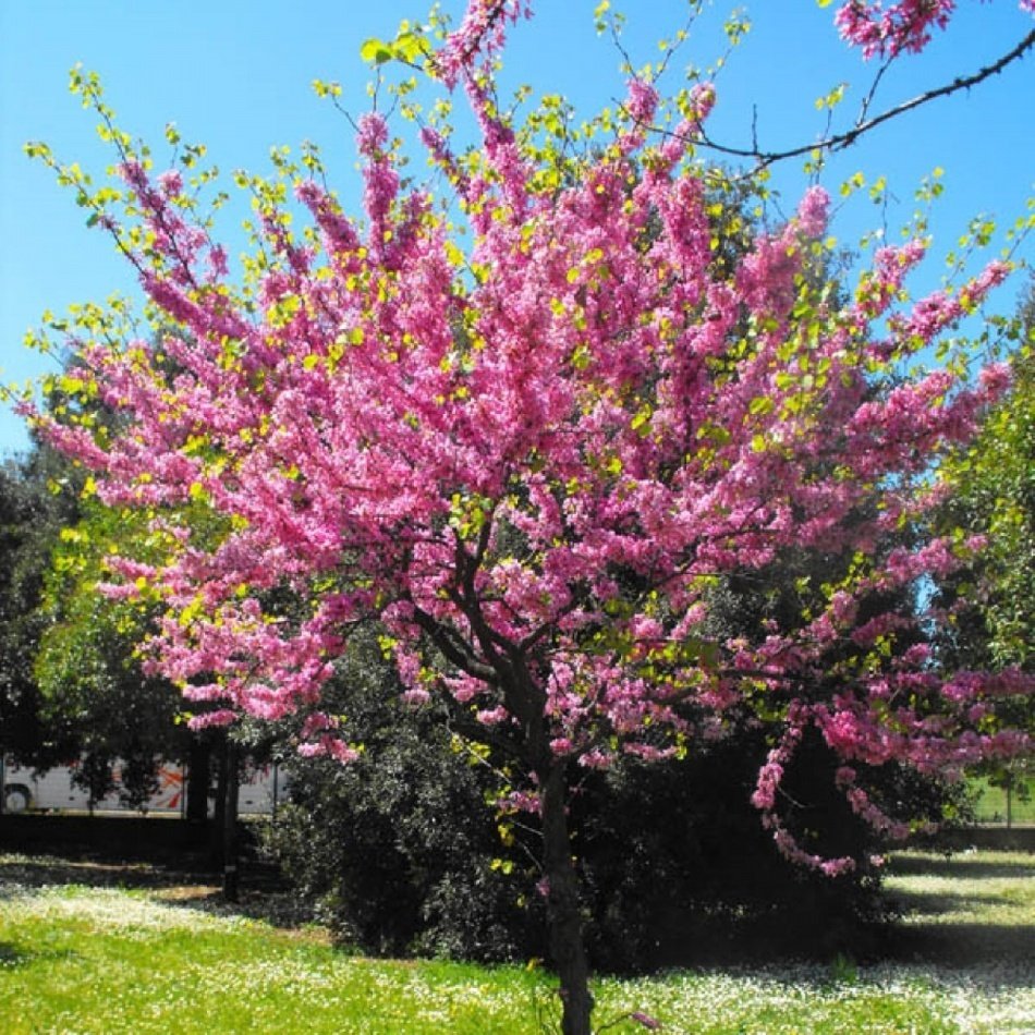 Tüplü Cercis Siliquastrum Erguvan Ağacı Fidanı (200-250 cm)