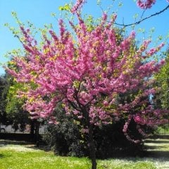 Tüplü Cercis Siliquastrum Erguvan Ağacı Fidanı (200-250 cm)