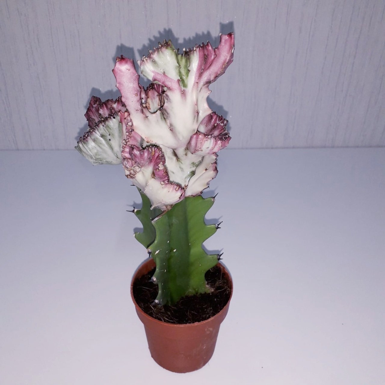 Euphorbia Lactea Variegata Cristata Kaktüs Özel Üretim Aşılı (8'lik saksı)