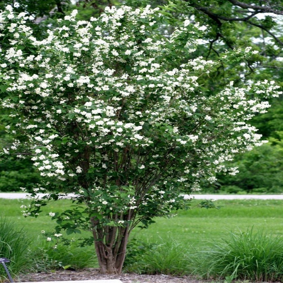 Tüplü Philadelphus Filbahri Fidanı
