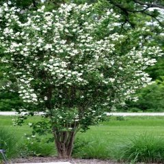 Tüplü Philadelphus Filbahri Fidanı