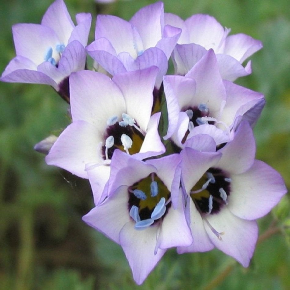 Bird's-Eye Gilia Gilya Çiçeği Tohumu -95 Adet