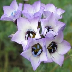 Bird's-Eye Gilia Gilya Çiçeği Tohumu -95 Adet