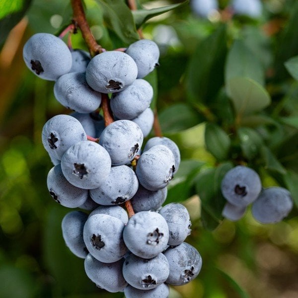 Tüplü Aromalı Bluejay Yaban Mersini Fidanı