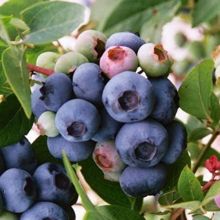 Tüplü Aromalı Bluecropt Yaban Mersini Fidanı