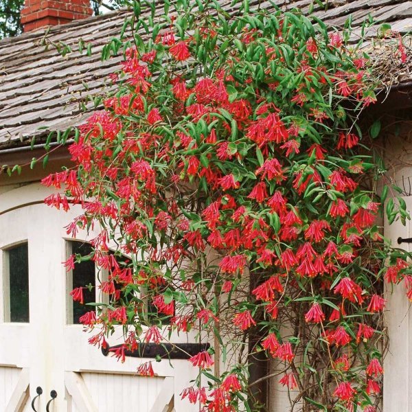 Tüplü Özel Renklerde Hanımeli Fidanı Lonicera Sempervirens Trompet