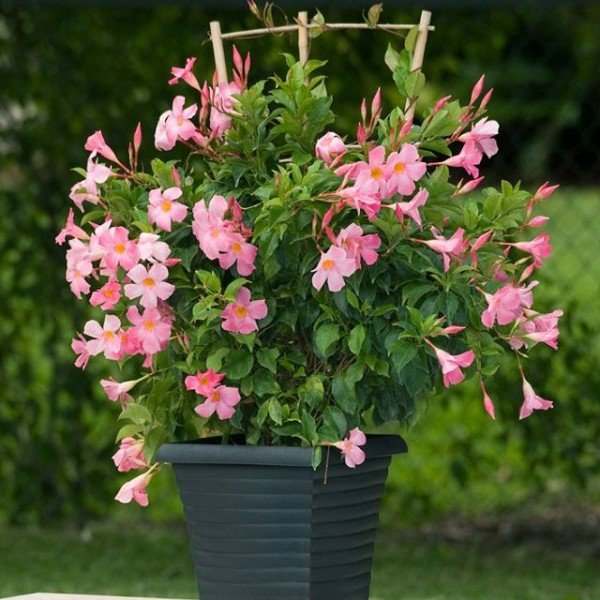 Tüplü Pink Mandevilla Fidanı (20-30 cm)