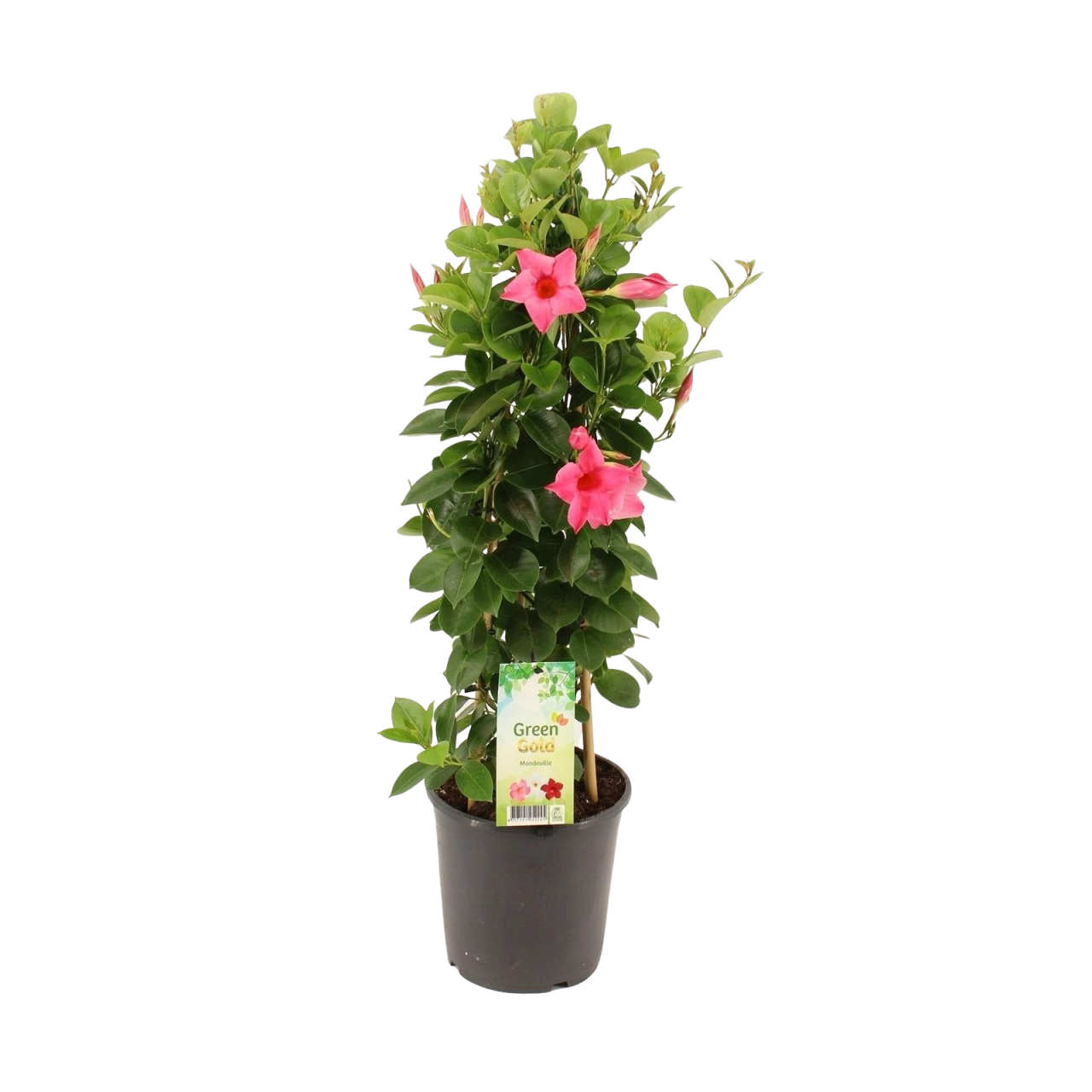 Tüplü Pink Mandevilla Fidanı (20-30 cm)
