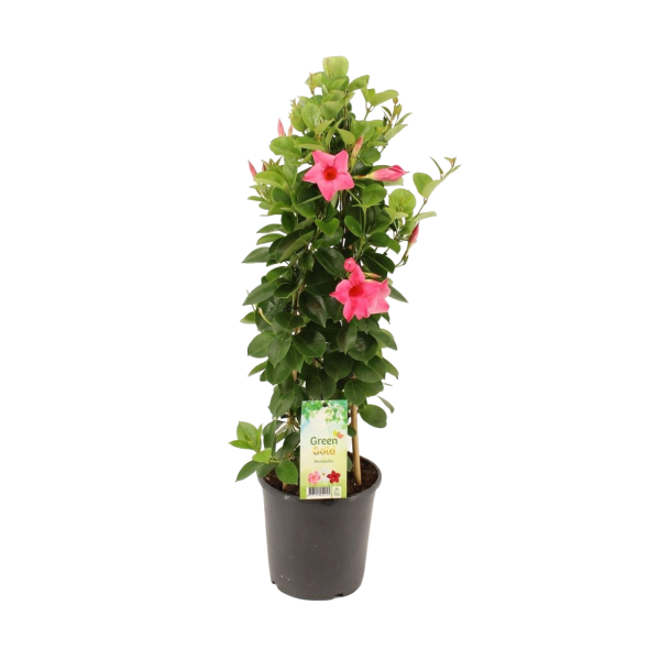 Tüplü Pink Mandevilla Fidanı (20-30 cm)