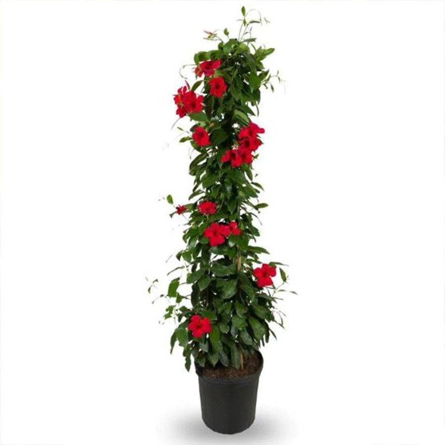 Tüplü Red Mandevilla Fidanı (20-30 cm)